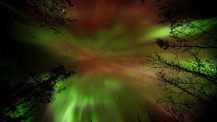 Wall Mural - aurora corona looking straight up at natural night sky abstract framed by trees. swirling patterns.
