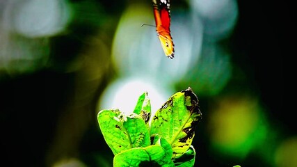 Wall Mural - Thai butterfly in garden garden summer flower and butterfly flower butterfly flower butterfly