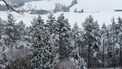 Close-up of snow-covered pine trees, background with tree trunks and white snowy branches. Christmas mood. A group of trees.