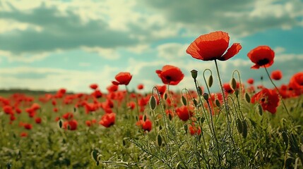 Wall Mural -   A field brimming with scarlet blossoms beneath a sapphire sky with wisps of white clouds scattered in the background