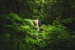 © Michael - Female tourist with waterproof clothing walking along a forest path with ferns in a humid rainforest. Poco dos Pulgas waterfalls, Madeira, Portugal, Europe.