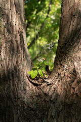 a flower growing in the middle of of a tree trunk dividing in two.