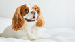 © Taras Vykhopen - A cheerful Cavalier King Charles Spaniel poses for the camera against a bright white background in a studio setting