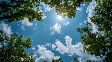 sun rays through trees