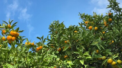 Sticker - Mandarin trees with ripe fruits.