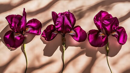 Canvas Print -   A trio of three purple blossoms resting beside one another on a white canvas, with a wall shadow in the background