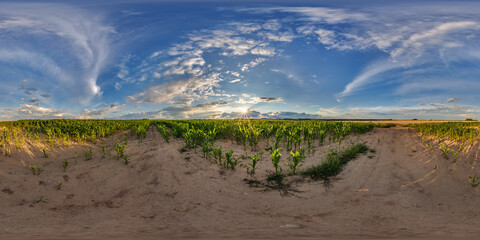 Wall Mural - full seamless spherical hdri 360 panorama view among young corn fields with blue sky in equirectangu