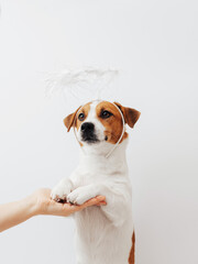 Wall Mural - Cute Jack Russell Terrier dog with aura nimbus on white background. Halloween or Valentines Day creative concept