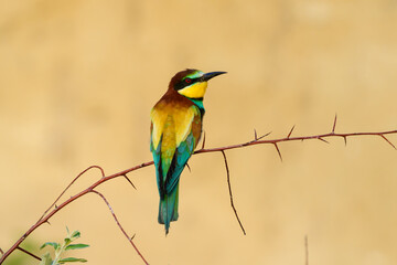 Wall Mural - European bee-eater Merops Apiaster in the wild