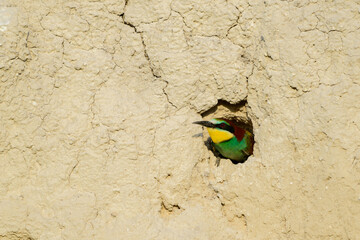 Wall Mural - European bee eater Merops apiaster. The bird looks out of the hole