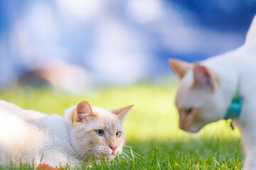 two cats kittens playing toegether