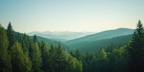 Wall Mural - serene forest panorama