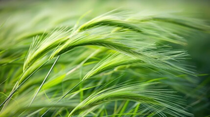 Canvas Print - Green Grass Blades in Natural Light