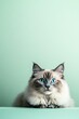 © sodaisy - A fluffy gray Ragdoll cat with bright blue eyes, glowing against a pale mint green background, calm and relaxed
