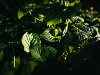 Green leaves