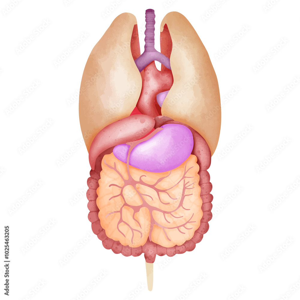 Human Internal Organs Detailed Anatomy Diagram Stock Illustration ...