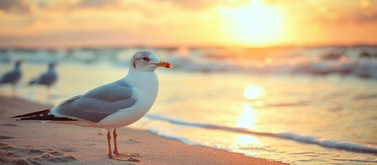 Wall Mural - A seagull stands on the beach at sunset with the sun shining brightly in the background.