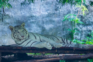 A white Bengal tiger (Panthera tigris tigris) at the songkla thailand Zoo.