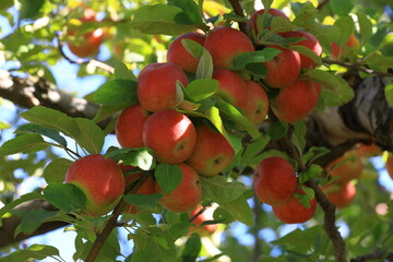 Canvas Print - apple and apple harvest