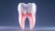 © BOJOShop - Translucent Human Molar with Glowing Nerves   Dental Anatomy Illustration