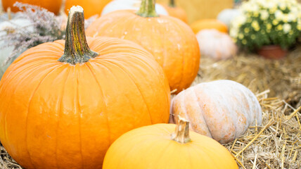 A variety of Colorful Pumpkins arranged beautifully on Hay Bales for delightful Fall Decor