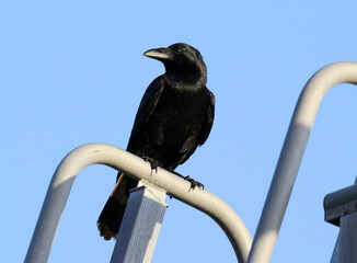 Wall Mural - Torresian Crow raven bird perched on a metal railing against a clear blue sky