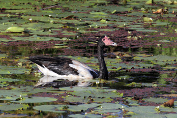 Wall Mural - Magpie Goose bird swimming in a pond covered with lily pads