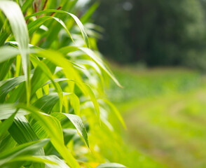 Landscape, Landschaft, NAture, BAckground, sun .summer, farm, more, corn ,