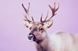 © Hungarian - A Close-Up Portrait of a Reindeer with Antlers Against a Purple Background