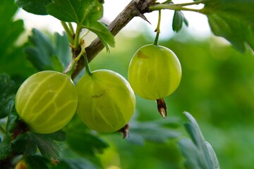 apples on tree