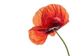 poppy flower isolated on white