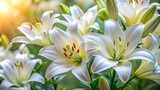 Close-up of white Madonna lily flowers, Lilium candidum