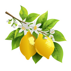 Lemons on a branch with white flowers vector realistic illustration. Image of a branch with yellow citrus fruits and leaves. For packaging and design.