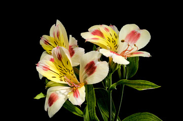 Wall Mural - Blooming white-pink Alstroemeria Rebecca on a black background
