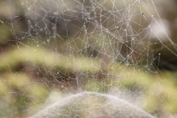 Spider web with dew drops