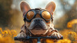 © Madi - Cute french bulldog riding on electric scooter wearing aviator goggles, nature park background. Creative animal funny pet concept digital illustration, humor festive season greeting card wallpaper.