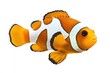 © deny - Ocellaris clownfish or anemone fish - Amphiprion ocellaris - yellow, orange, or a reddish or blackish color, and many show white bars or patches. popular in aquariums, isolated on white background