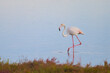 © ADDICTIVE STOCK - Flamingo Wading in the Calm Waters of Delta del Ebro