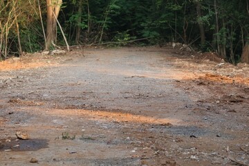 Wall Mural - road in the woods