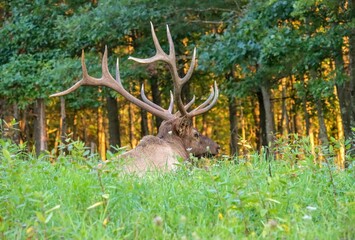 Wall Mural - Gorgeous Autumn Rut Elk Bull 