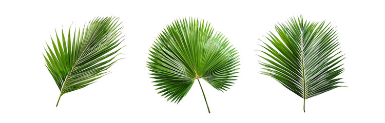 Three isolated palm leaves on a white background.