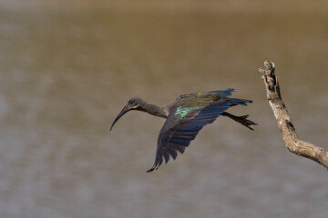 Hadada Ibis (Bostrychia hagedash) taking off from a branch over a water filled lagoon in South Luangwa National Park, Zambia.