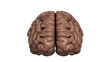 © SOZA-ALL - Brain 3d real
