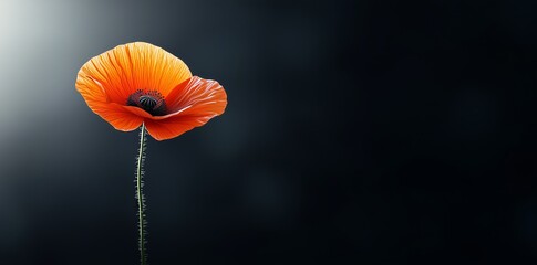 A vibrant red poppy flower with a striking black center isolated against a moody dark background. Elegance and color enhancement for artistic projects concept