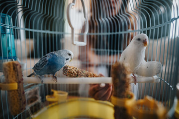 a vibrant blue and white parakeet perched on a swing inside a freestanding birdcage. the birds are e