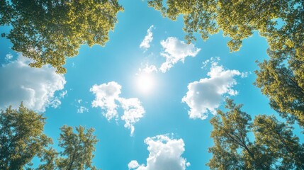 Canvas Print - Sunlit Sky Through Trees