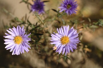 flowers in the garden