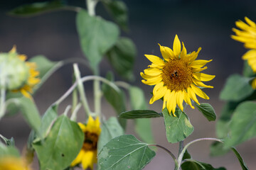 Sunflowers (Helianthus annuus) is an annual plant with a large daisy-like flower face.	