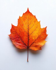 Wall Mural - a thanksgiving feast invitation card with autumn leaves isolated on white background.