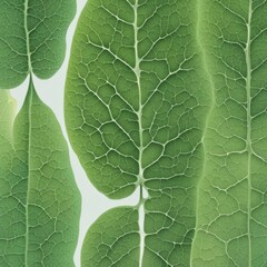Wall Mural - a close up of leaf with many leaves